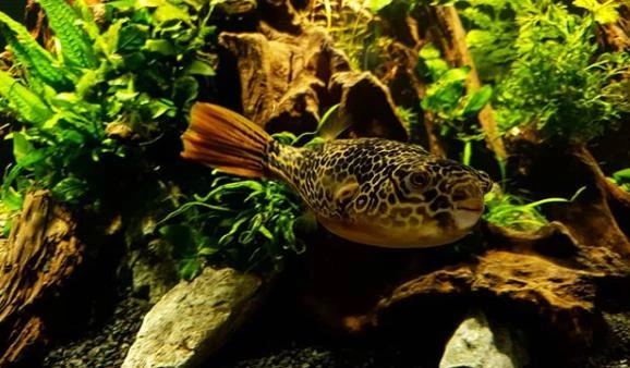 Golden ringed pufferfish