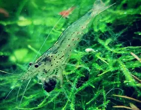 Amano Shrimp