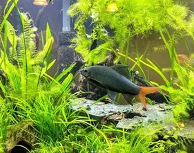 Red-tailed black shark