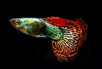 Guppy