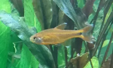 Copper Tetra