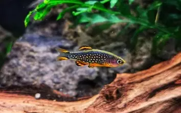 Ccelestial pearl danio / Galaxy rasbora