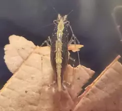 Algae Shrimp or Back Line Shrimp