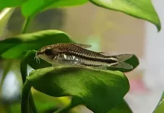 Dwarf armored catfish