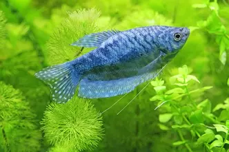 Gourami