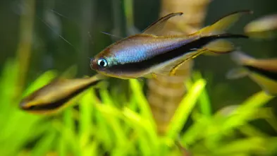 Emperor tetra