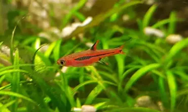 Chili rasboras / mosquito rasboras