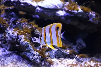 Copperband butterflyfish