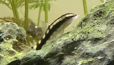 Checkerboard loach