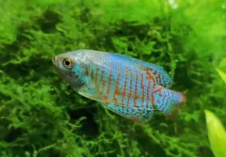 Dwarf gourami